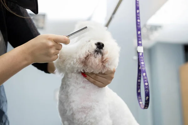 Groomer předvádí česání a stříhání psa Bichon Frise v holičství pro psy. — Stock fotografie