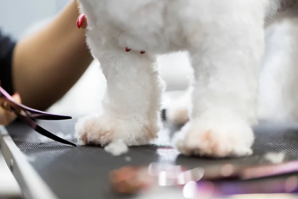 Θηλυκό κούρεμα Bichon Frise στο τραπέζι για περιποίηση στο σαλόνι ομορφιάς για σκύλους. Διαδικασία της τελικής διάτμησης μιας τρίχας σκύλων με ψαλίδι. — Φωτογραφία Αρχείου