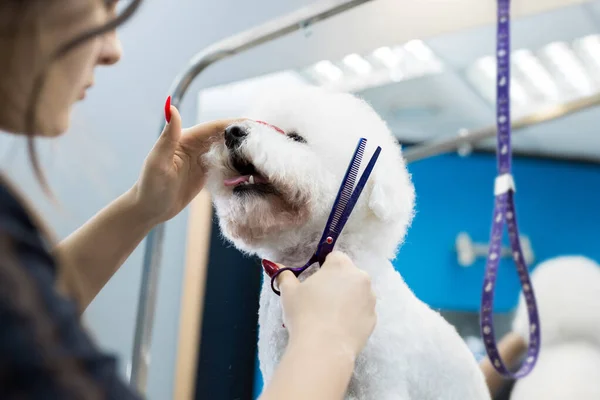 Haarschneiderin Bichon Frise auf dem Tisch für die Pflege im Schönheitssalon für Hunde. Prozess der endgültigen Schur von Hundehaaren mit der Schere. — Stockfoto