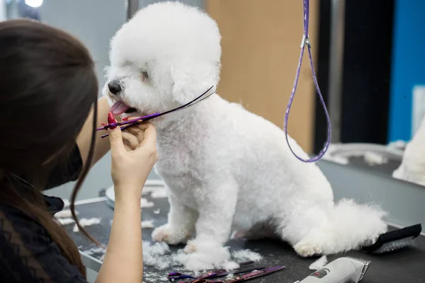 Female groomer haircut Bichon Frise on the table for grooming in the beauty salon for dogs. Process of final shearing of a dogs hair with scissors. — Stock Photo, Image