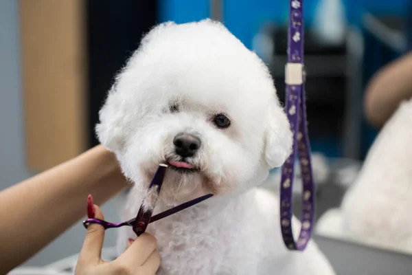 Female groomer haircut Bichon Frise on the table for grooming in the beauty salon for dogs. Process of final shearing of a dogs hair with scissors. — Stock Photo, Image