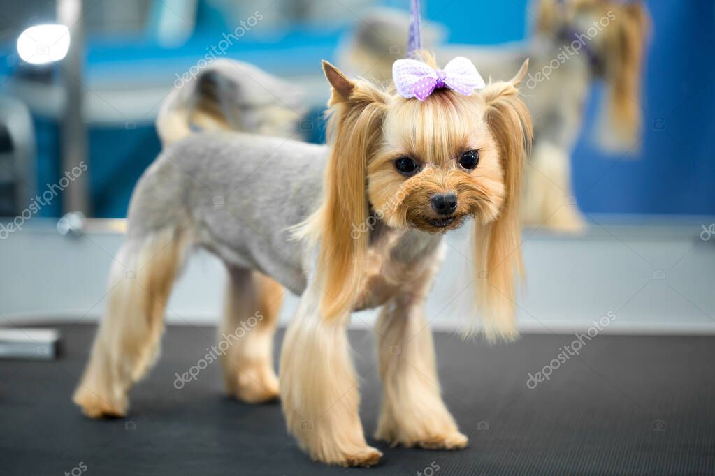 Cara Redonda Cortes De Pelo Para Perritas Yorkie Raza Yorkshire