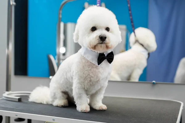 Bichon Frise 'in portresi. Bakım masasındaki saç kesiminden sonra.. — Stok fotoğraf