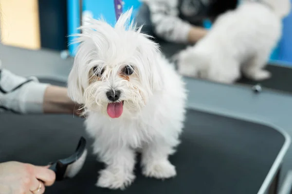 Beyaz bir köpek bir berber dükkanında saç tıraşı olur. Bolonka Boloncası — Stok fotoğraf