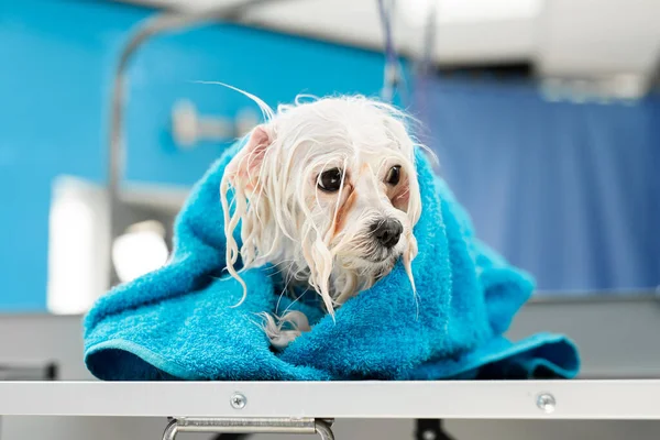 Зблизька мокра Болонка Болонєзе загорнута в синій рушник на столі у ветеринарній клініці. Перед стрижнем вимивали маленького собаку, кричали холодним і тремтіли. — стокове фото