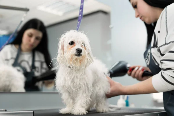Veterinär föna en Bolonka Bologneses hår på en veterinärklinik, närbild. Hårklippning och grooming i skönhetssalongen för hundar — Stockfoto