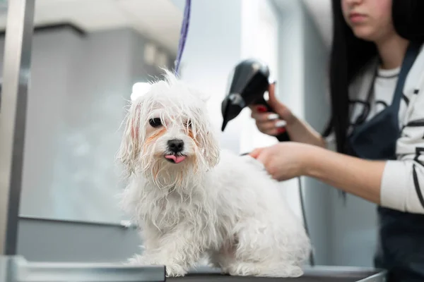Vétérinaire souffler-sécher un Bolonka Bologneses cheveux dans une clinique vétérinaire, gros plan. Coupe de cheveux et toilettage dans le salon de beauté pour chiens — Photo