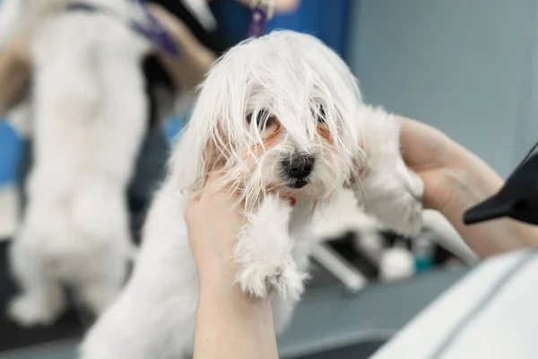 Veterinarian blow-dry a Bolonka Bologneses hair in a veterinary clinic, close-up. Haircut and grooming in the beauty salon for dogs — Stock Photo, Image