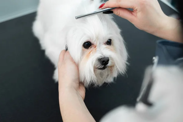 Grooming animals, grooming, drying and styling dogs, combing wool. Grooming master cuts and shaves, cares for a dog. Beautiful Bolonka Bolognese — Stock Photo, Image