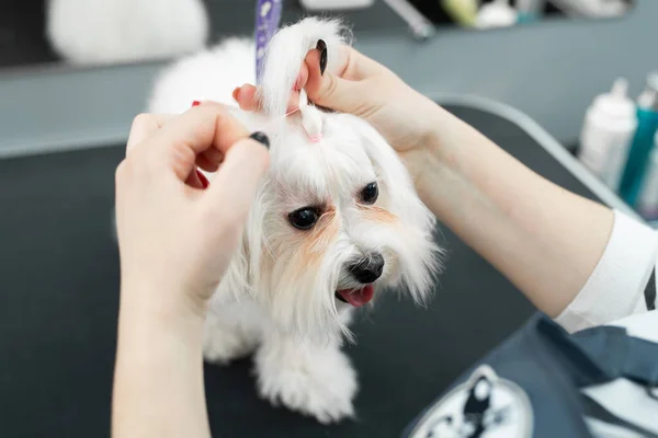 Ένας φροντιστής κόβει τρίχες σκύλου σε κτηνιατρική κλινική και το κάνει να φαίνεται σαν πλεξούδα στο κεφάλι του. Bolonka Bolognese — Φωτογραφία Αρχείου