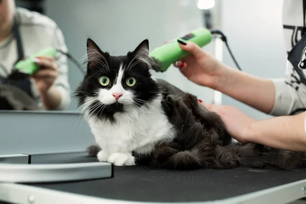 Kattenverzorging in schoonheidssalon. Grooming meester snijdt en scheert een kat, zorgt voor een kat. De dierenarts gebruikt een elektrische scheermachine voor de kat. De kattensnuit kijkt in close-up naar de camera — Stockfoto