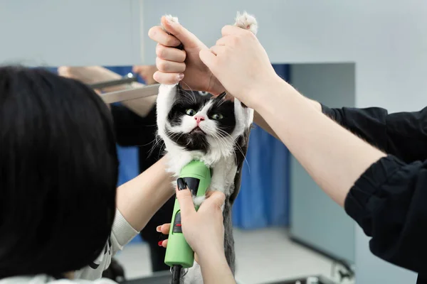 Grooming meester snijdt en scheert een kat, zorgt voor een kat. De dierenarts gebruikt een elektrische scheermachine voor de kat. De man helpt en houdt de kat bij de poten — Stockfoto