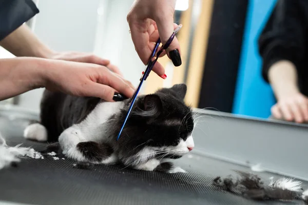 Veterinární lékař stříhá kočku nůžkami v kosmetickém salónu. Samice holiče holí černobílou kočku. Péče o zvířata — Stock fotografie