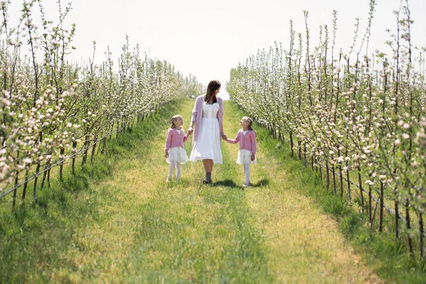 Madre y sus hijas gemelas se toman de la mano y caminan a través de un huerto de manzanas en primavera —  Fotos de Stock