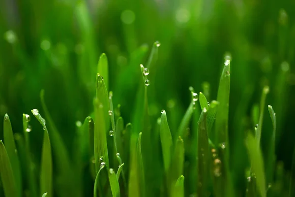 Fresh green wheat grass with drops dew.