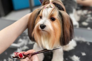 Bir kadın kuaför Yorkshire teriyerinin yününü makasla keser. Küçük bir köpek için güzel saç kesimi.