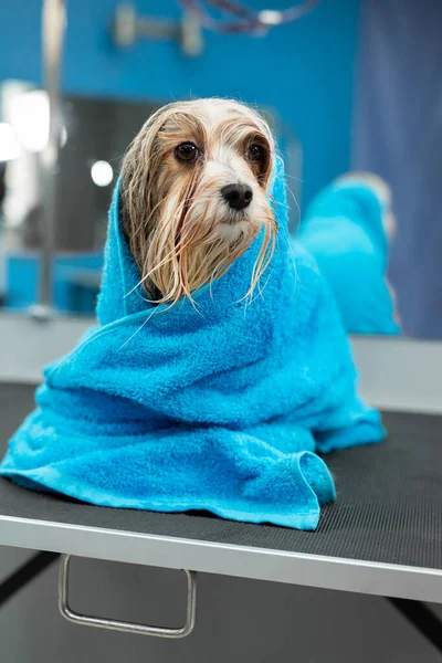 Seekor anjing Yorkshire Terrier kecil dibungkus dengan handuk biru besar setelah dicuci dan perawatan — Stok Foto