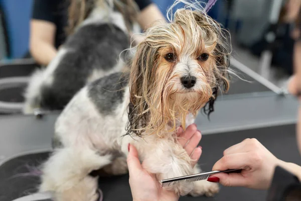 A female groomer combing a yorkshire terrier with comb — Stock Photo, Image