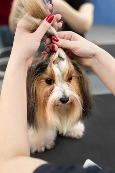 Bir kadın bakıcı Yorkshire teriyerini küçük ipliklerle bağlıyor. Küçük bir köpek için güzel bir saç stili. — Stok fotoğraf