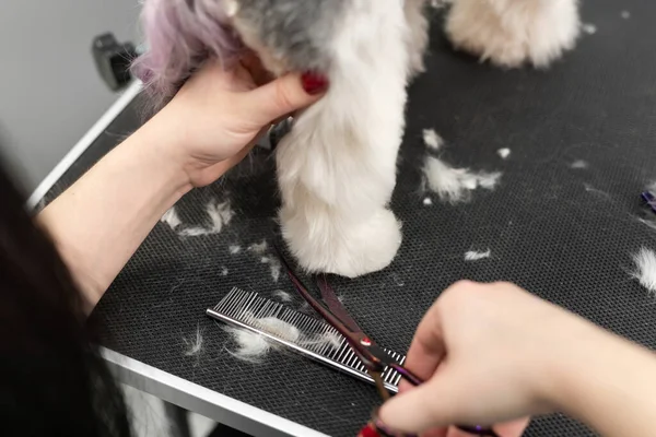 Um groomer fêmea corta a lã de um terrier de Yorkshire com tesoura. Belo corte de cabelo para um pequeno cão — Fotografia de Stock