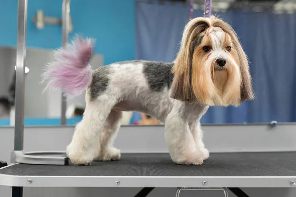 A Yorkshire terrier dog poses after washing and grooming in a barbershop — Stock Photo, Image