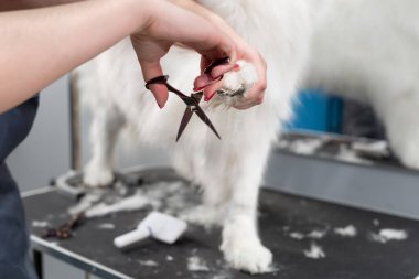 Dişi bir tımarcı, Samoyed köpeğini makasla siler. Berber dükkanında büyük bir köpek.