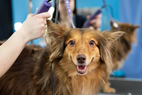 Un toiletteur rase une fourrure de chien avec un rasoir électrique dans un salon de coiffure — Photo