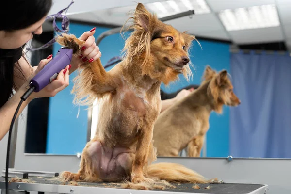 Ženich holí psí kožešinu elektrickou holicí strojek v holičství — Stock fotografie