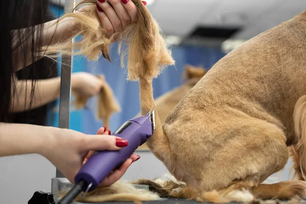 Ženich holí psí kožešinu elektrickou holicí strojek v holičství — Stock fotografie