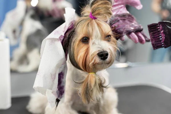 A female groomer paints the wool of a Yorkshire terrier in a barber shop — Stock Photo, Image