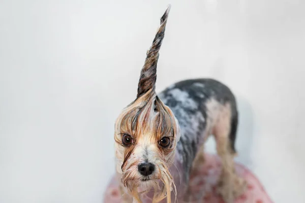 Una peluquera lava un Yorkshire terrier en el baño. Un perro pequeño en un parikmeherskaya después de un corte de pelo —  Fotos de Stock