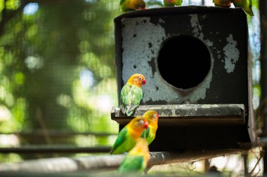 Birlikte bir ağaç dalı üzerinde oturan cennet papağanı papağan