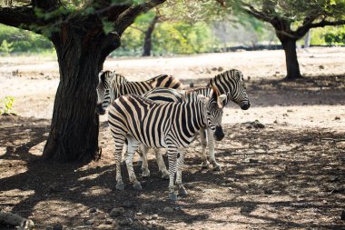 Vahşi doğada bir zebra sürüsü. Mauritius