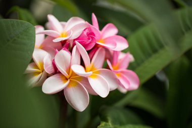 Frangipani çiçekleri güzel Plumeria 'yı kapatır. Yeşil yapraklı Tayland frangipani çiçeklerine hayranım. Tayland spa ve terapi çiçeği.