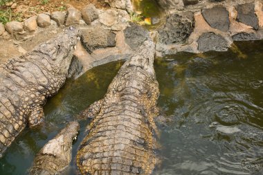 Hayvanat bahçesindeki gölde timsah.