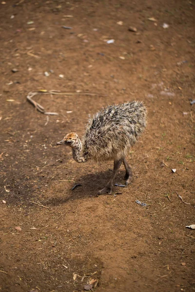 Uma criança avestruz encantadora em um ambiente natural — Fotografia de Stock