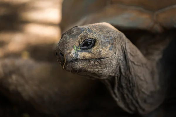 Riesige Schildkröte Nahaufnahme, die in die Kamera schaut — Stockfoto