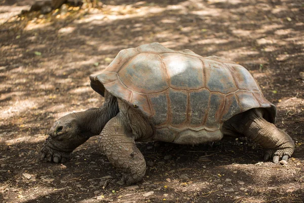 Mauritius 'taki doğal ortamında dev kaplumbağa. — Stok fotoğraf