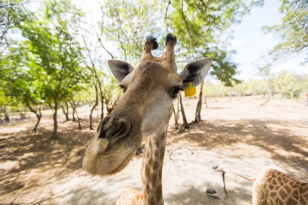 Girafa reticulada de perto no zoológico. Maurício — Fotografia de Stock