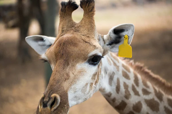 Girafa reticulada de perto no zoológico. Maurício — Fotografia de Stock