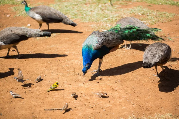 Pavão com uma bela cauda na grama — Fotografia de Stock