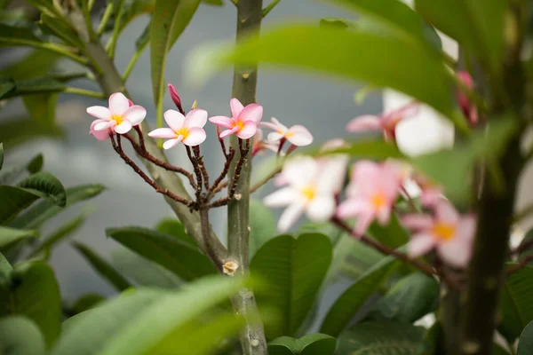 Flores frangipani Cerrar hermosa Plumeria. Increíble de flores tailandesas de frangipani sobre fondo de hoja verde. Tailandia spa y terapia de flores . —  Fotos de Stock