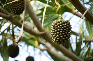 Pandanus meyveleri adadaki bir ağaçta yetişir.
