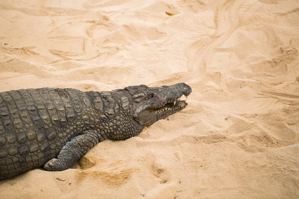 Coccodrillo sulla sabbia dello zoo — Foto Stock