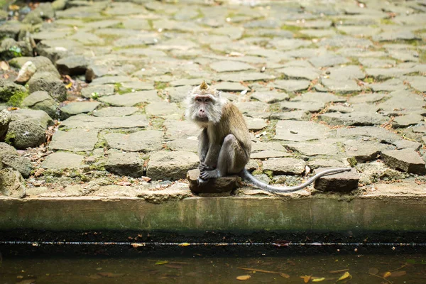 Un pequeño mono bebe agua de un estanque — Foto de Stock