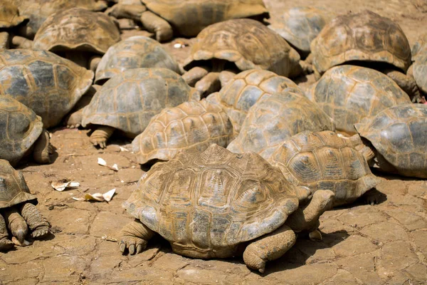 Veel reuzenschildpadden in het nationale park La Vanille, Mauritius — Stockfoto