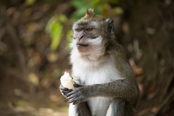 Ein Affe frisst eine Banane in einem Naturpark — Stockfoto