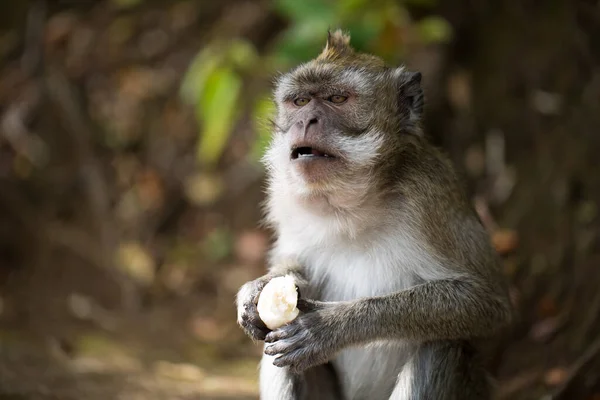 Seekor monyet makan pisang di taman lingkungan alam — Stok Foto