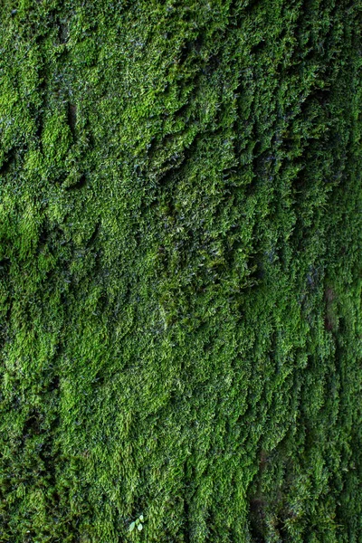 苔藓的质感莫斯的背景。绿色苔藓，质地，背景. — 图库照片