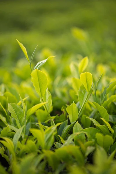 Gema de chá verde e folhas frescas. Plantações de chá — Fotografia de Stock